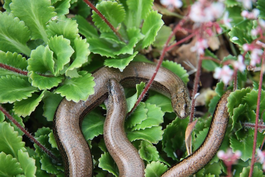 Grass snake found under tin refuge