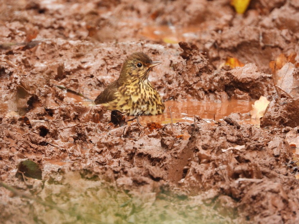 a small bird called a Song Thrush standing in muddy water on Cadbury Hill