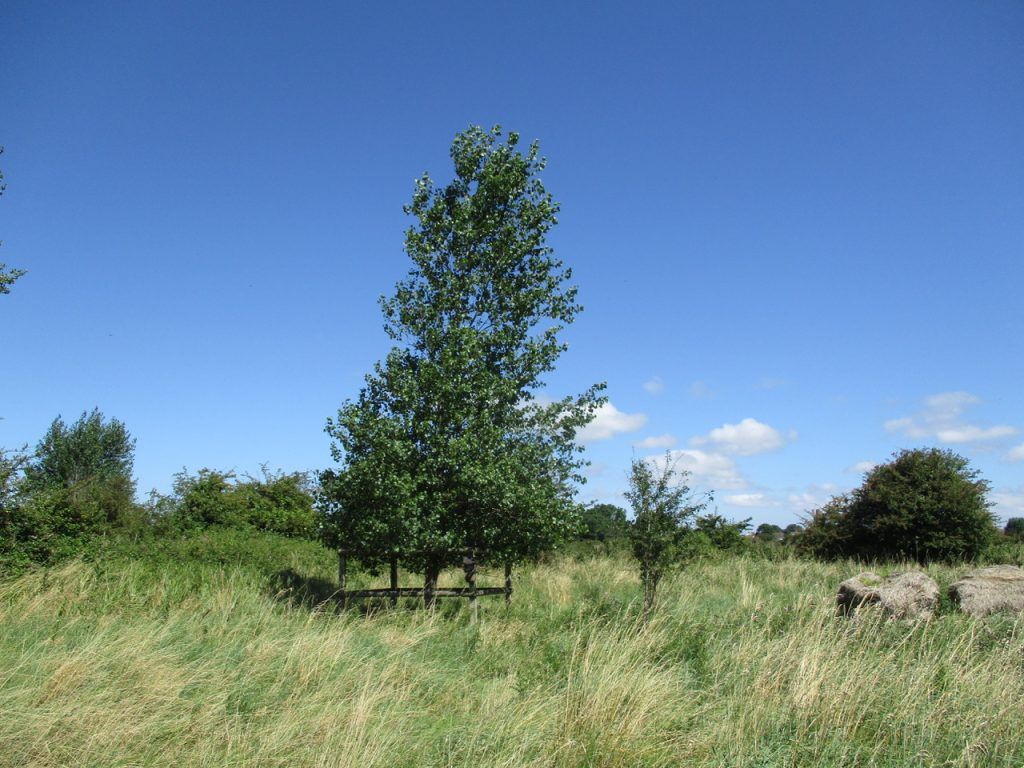 a medium sized leafy Poplar tree stands on grassland with blue sky behind