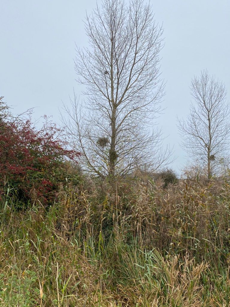 Several tall trees with no leaves with foliage in the foreground