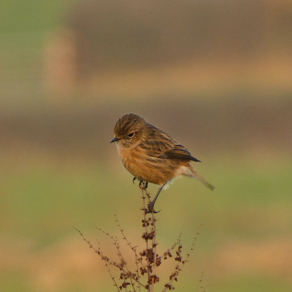 A small female bird called a Stonechat is perched on the top of a plant