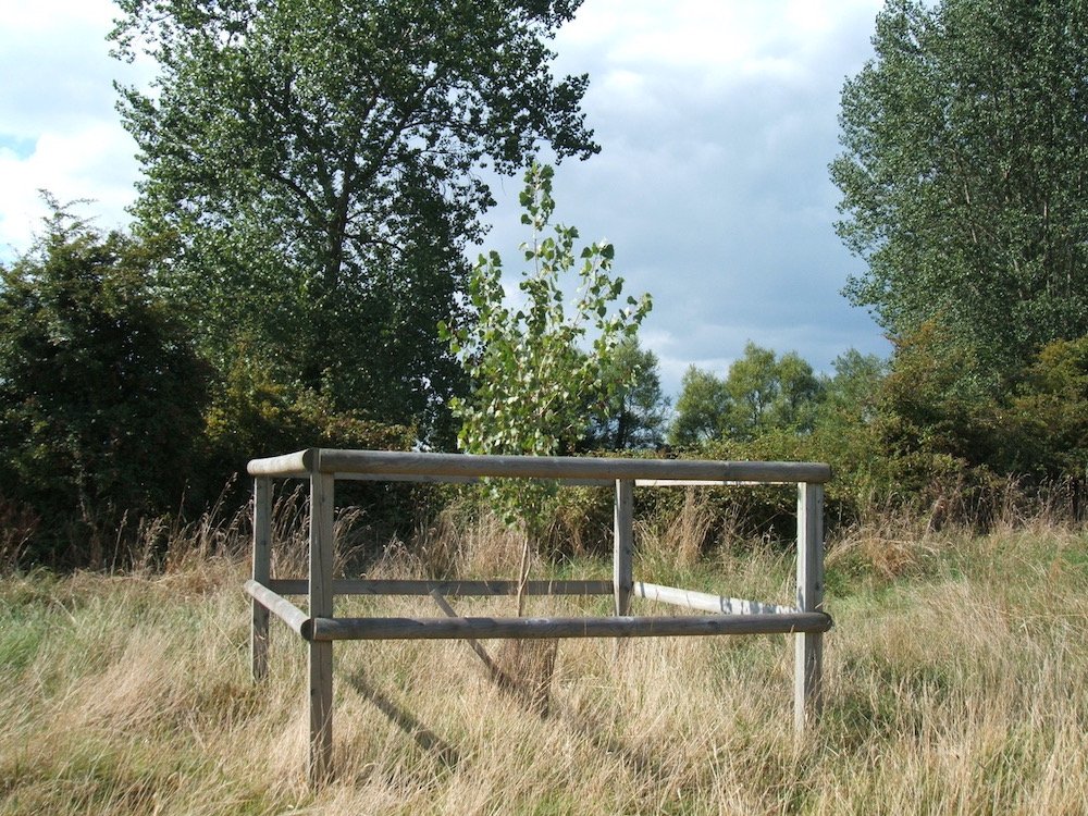 A small Poplar tree contained within a protective wooden fence