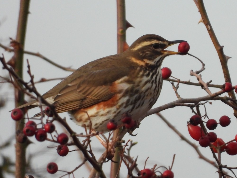 a close up of a Redwing bird perched amongst thorned and berried bushes holds a large red berry in its beak.