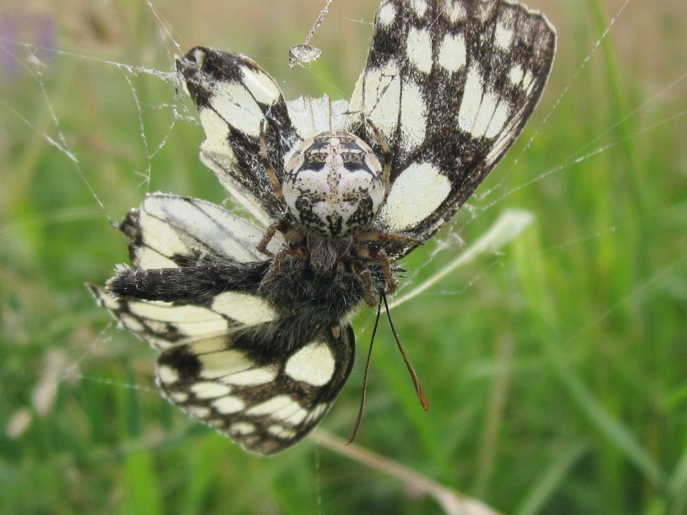 a close up of a spider with black and white markings on its body is busying itself with a similarly patterned marbled white butterfly caught in it's web