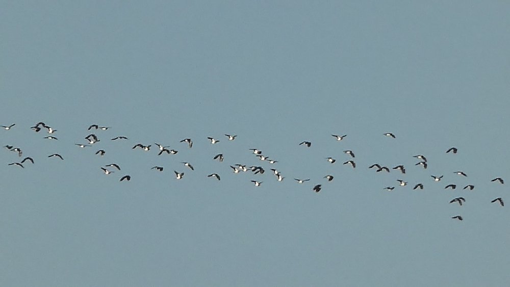 around 50 birds flying across a blue sky