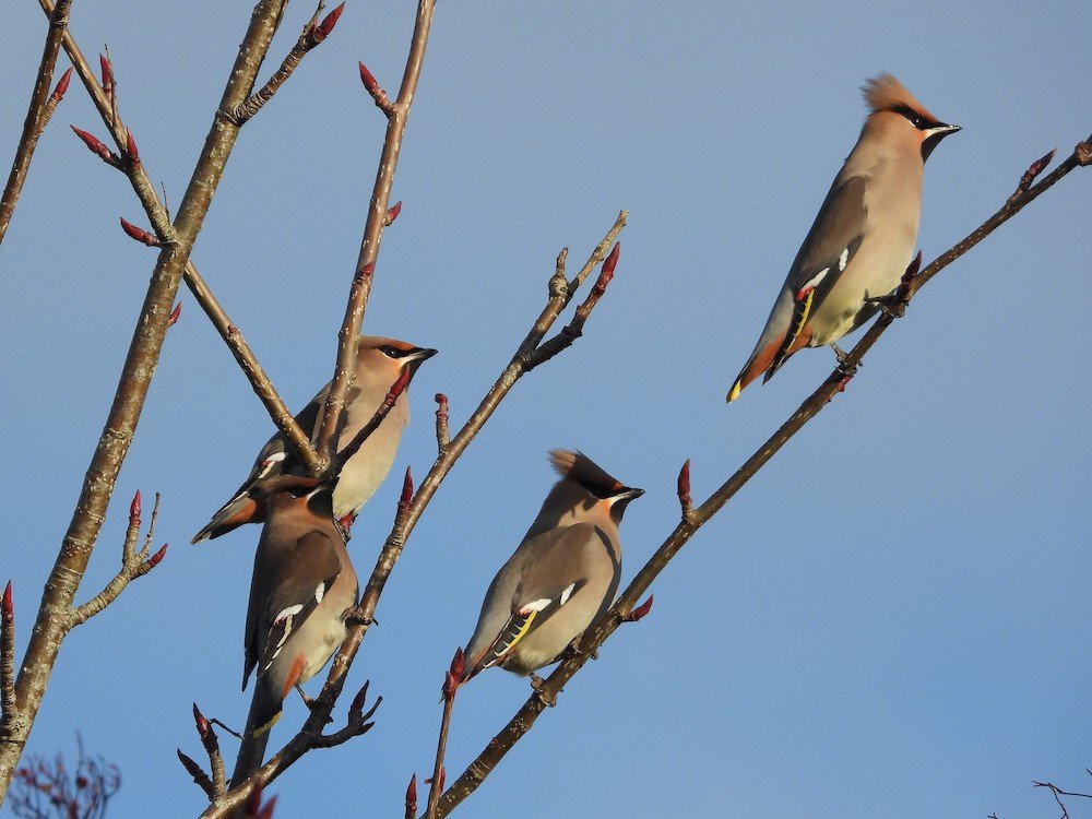 a close up of four birds perched in a tree against a blue sky