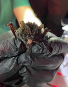 Photo of a live bat being carefully held in a black gloved hand close to the camera