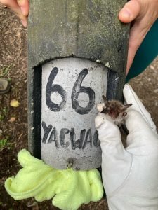Photo of a bat being carefully held in a white gloved hand in front of a YACWAG numbered bat box