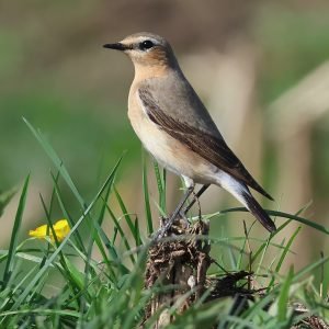 A delicate looking light brown bird perched on on piece of wood on some grass