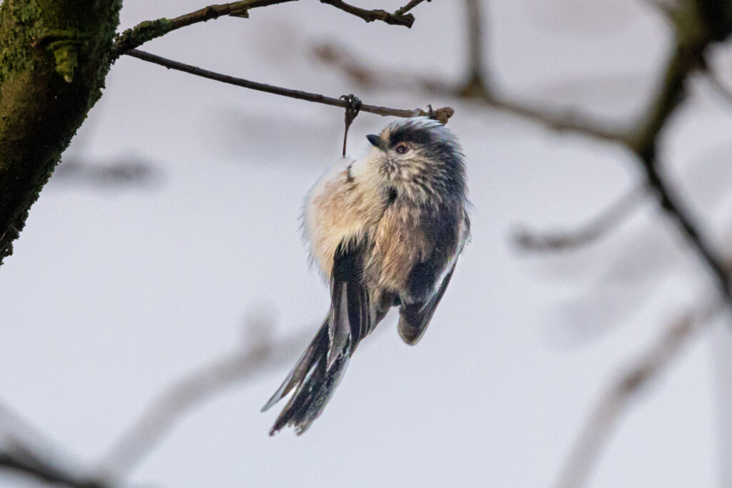 Picture of a bird