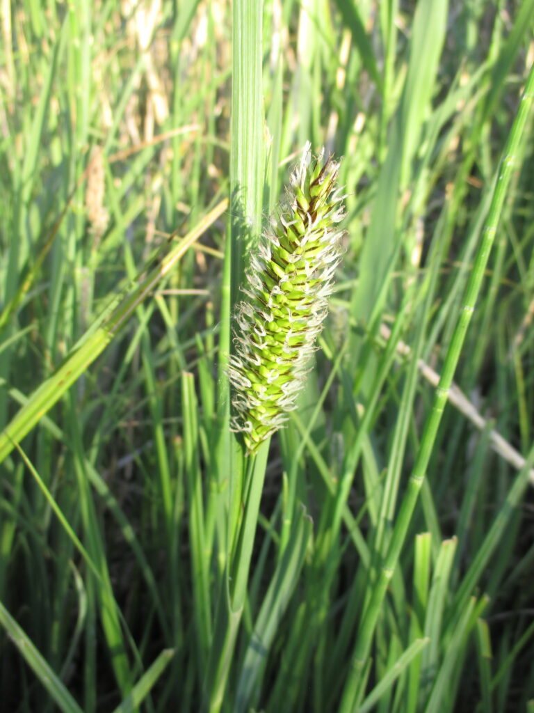 Long grasses