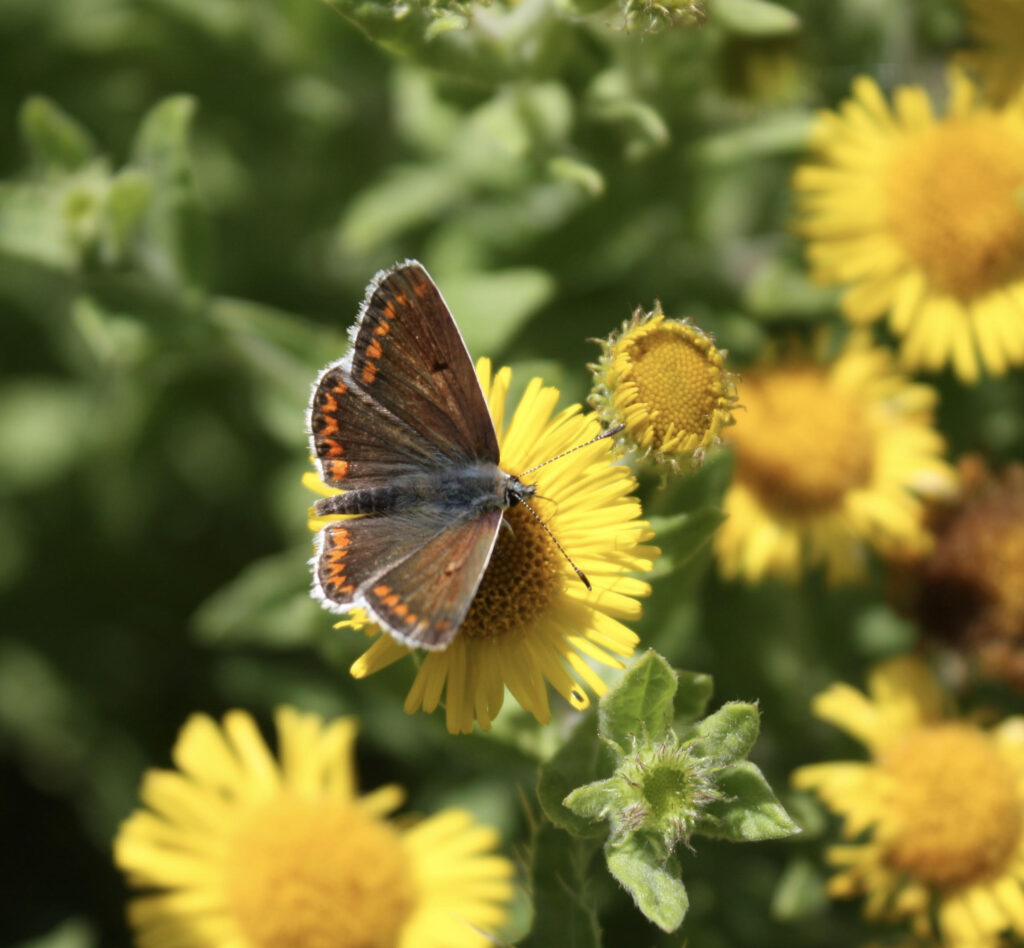 Brown butterfly with orange stripe on yellow flower against green plants