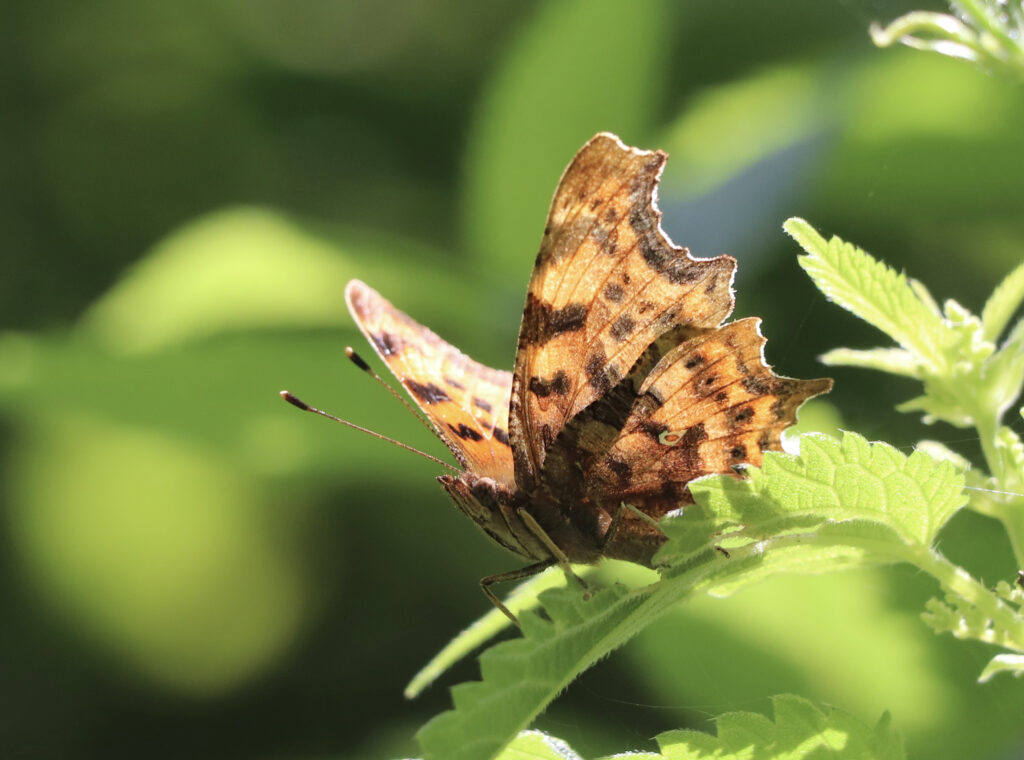 Brown and black butterfly on a green leaf in the sunlight