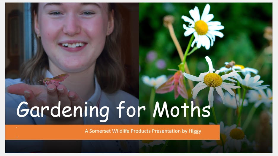 Screen showing daisies with a moth and a girl holding a moth
