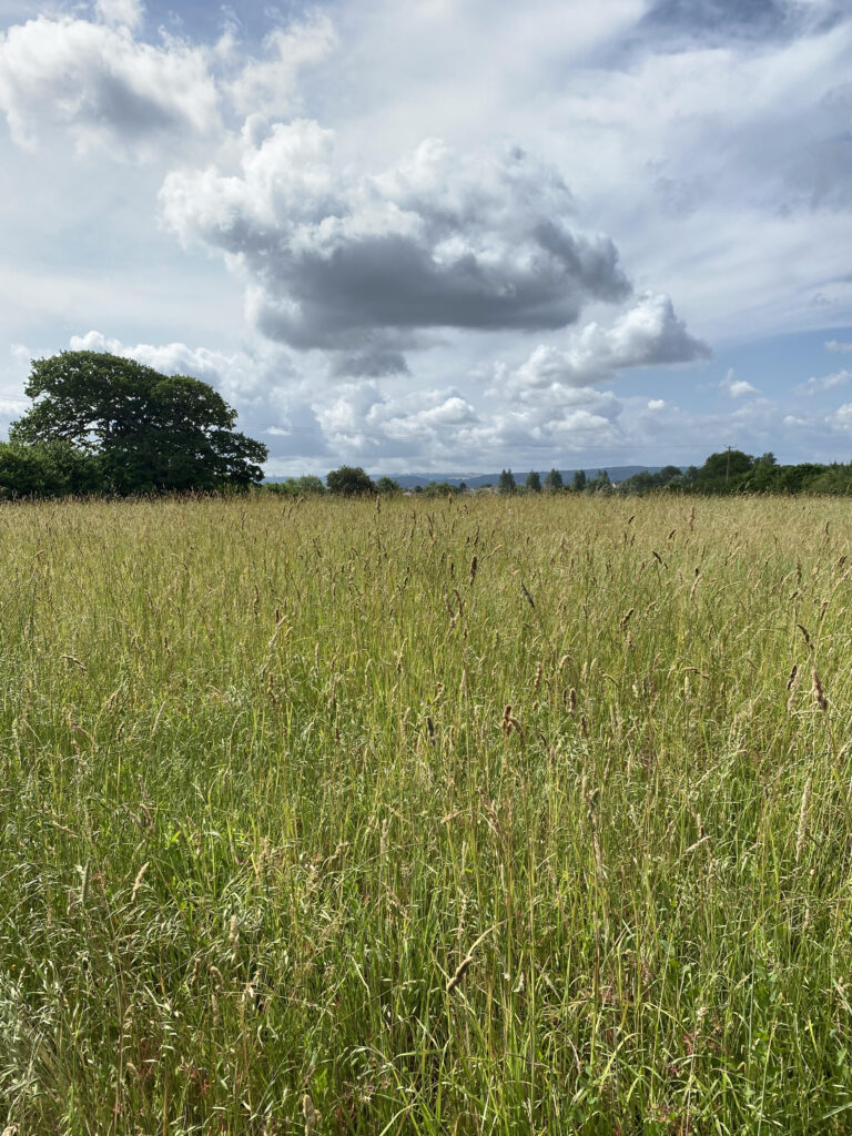 A field of mixed long grasses with trees and hills in the distance and a cloudy blue sky