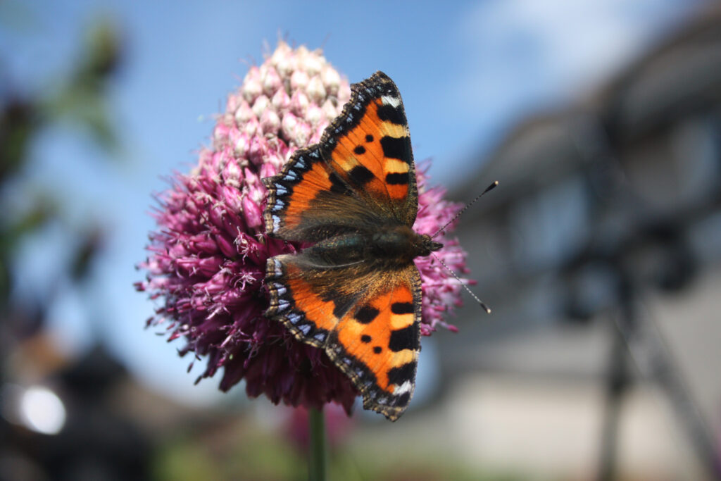 Orange and black butterfly with blue dots along wings on a pink flower