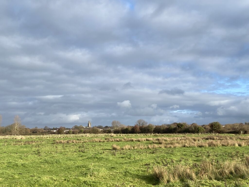 Field with long grass, trees and church spire in background