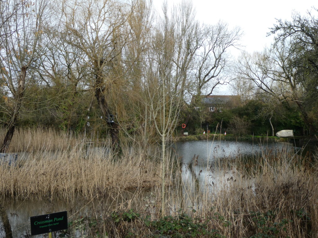 Pond with trees, shrubs and long reeds