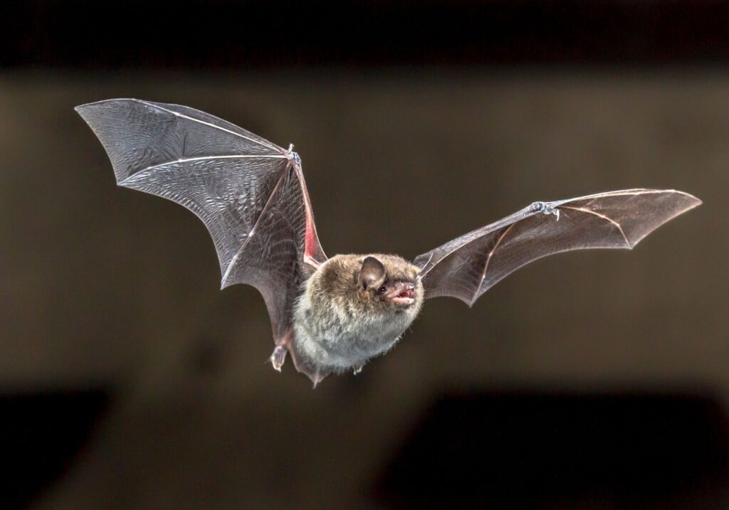 Daubentons bat