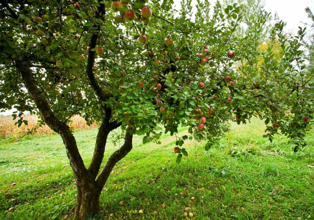 Apple Tree