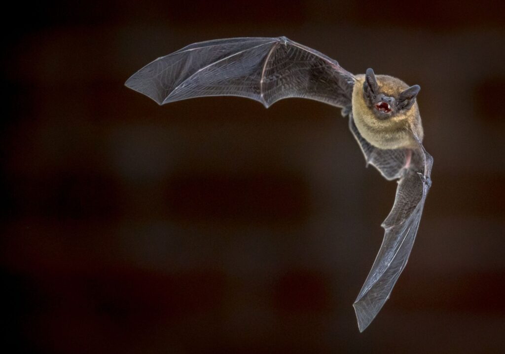 Pipistrelle