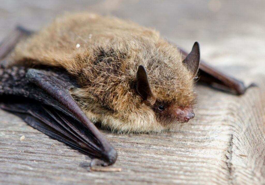 Pipistrelle