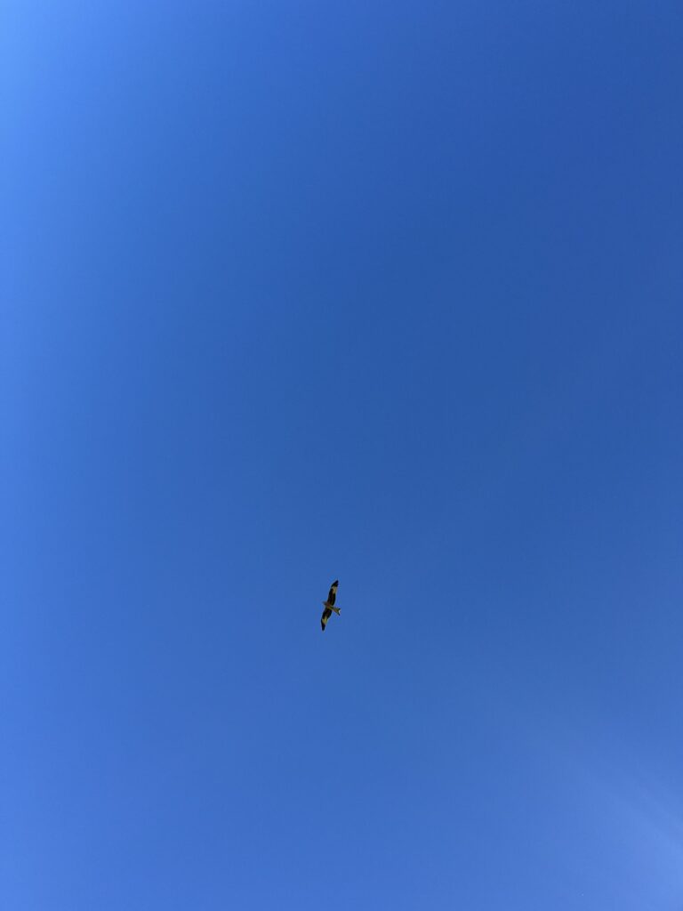 Expanse of blue sky with bird of prey flying high