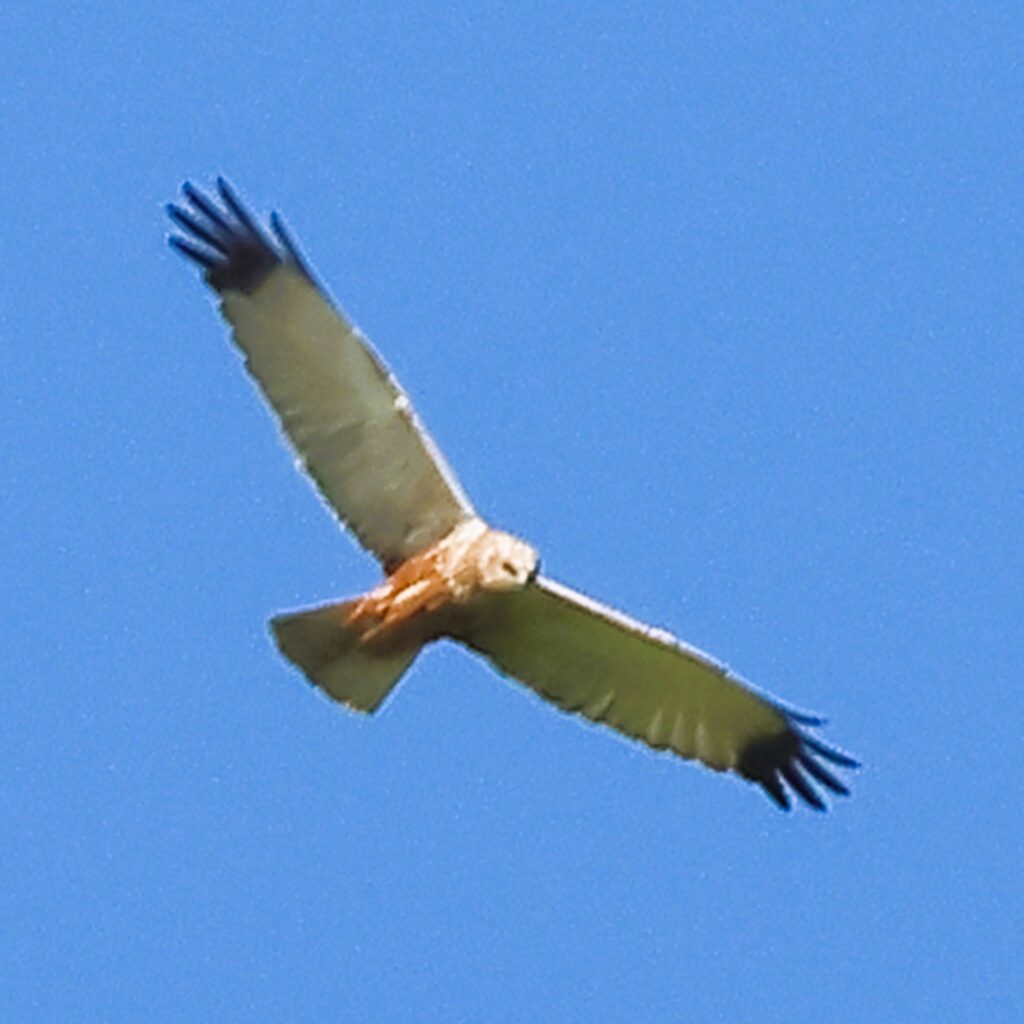 Large bird of prey with black wing tips flying in a blue sky