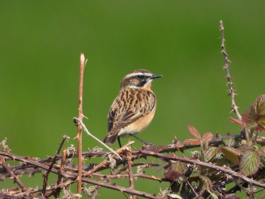 Small bird with speckled back and cream breast sitting on thorny bush