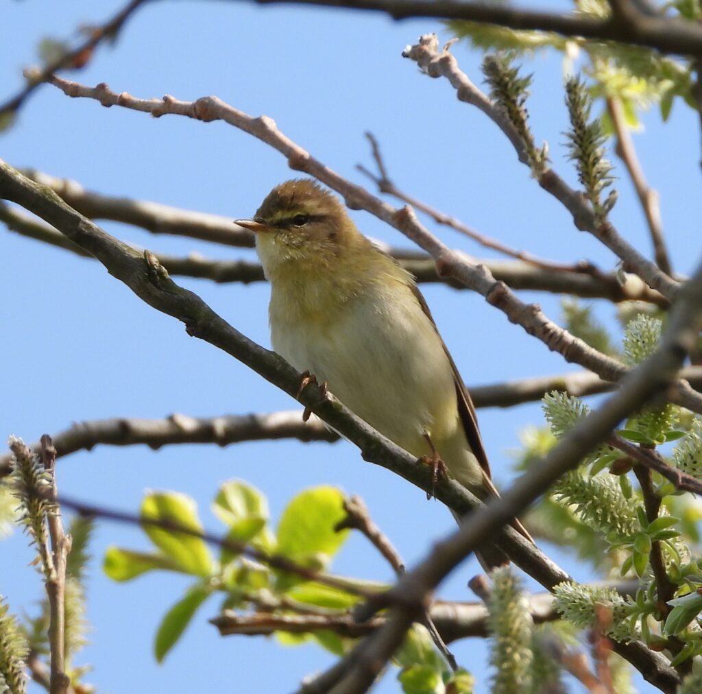 Small yellow and white breasted bird sitting on a tree branch