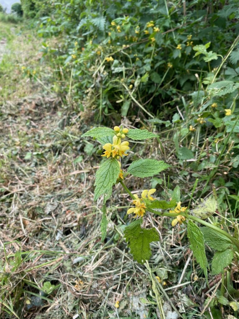 Small yellow flowers with green leaves along the side of the path