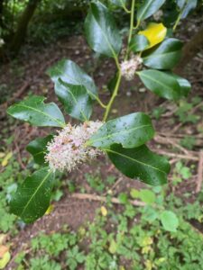 Pink and white blossom with spikey green leaves