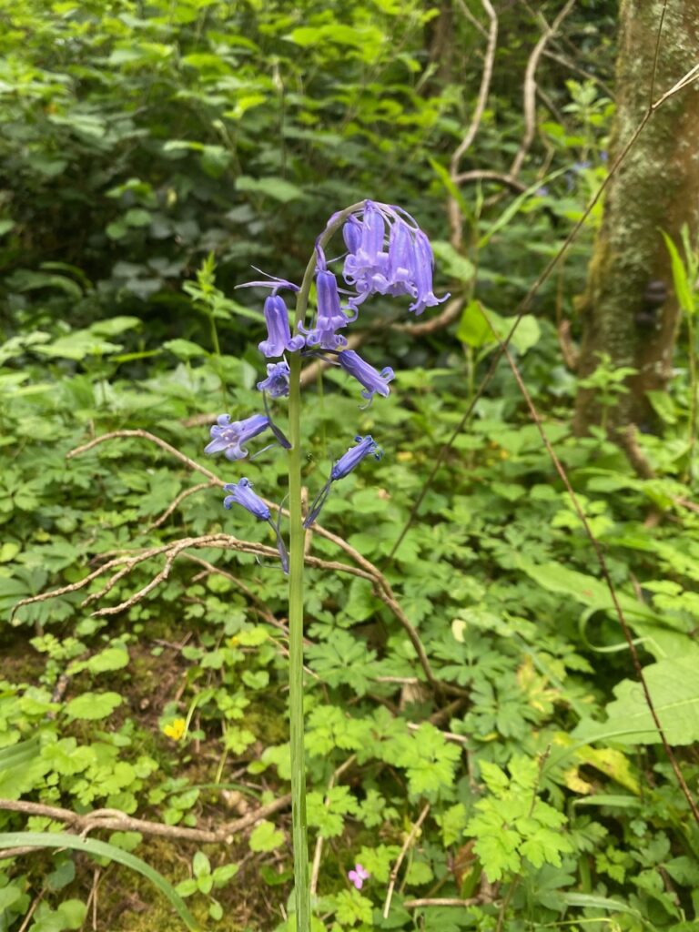 Pretty blue flowers on a tall stalk