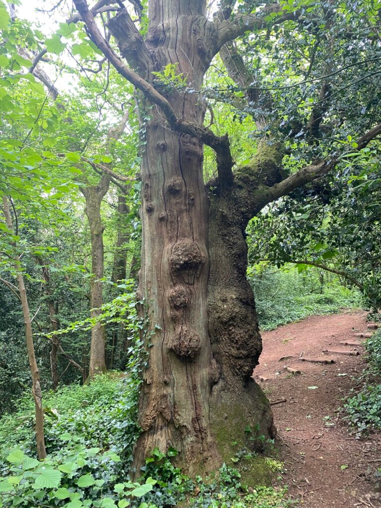 Ancient tree with gnarled bark