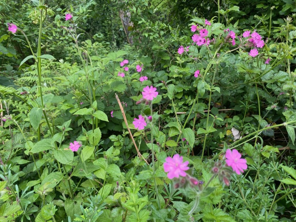 Small lilac coloured flowers amongst greenery