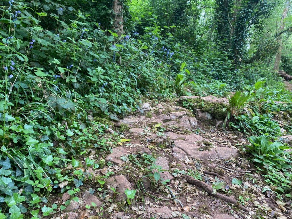 A rocky path surrounded by green leaves