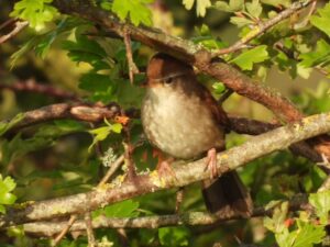 Small bird with white breast and brown head and tail feathers seated on a branch