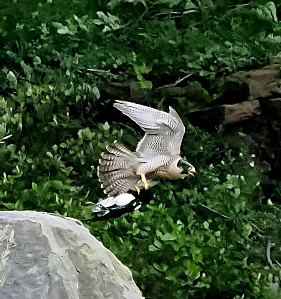 bird with vertical streaking carrying a black and white bird in its talons while in flight