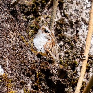 Brown bird with white chest on a trunk of a tree