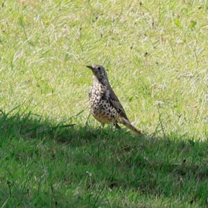 Bird with speckled breast and brown wing feathers sitting on a grassy area