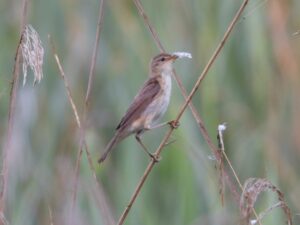 Small bird with brown head and wings and white breast holding nesting material and clinging to reed
