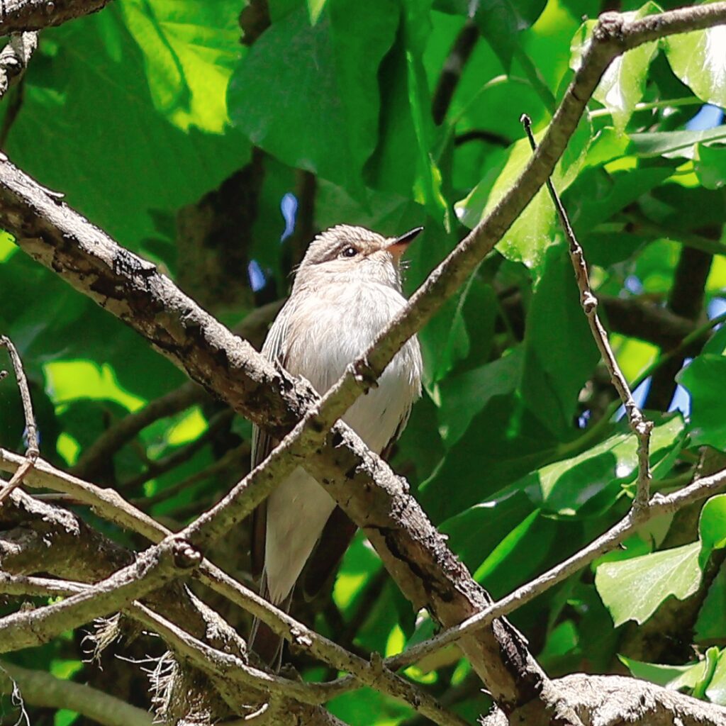 Small, white, bright eyed bird with black tail perched on a branch
