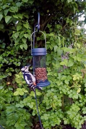 Black and white bird with pointed beak feeding from a peanut feeder