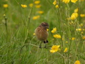 Small fluffy young bird with beige breast and striped head seated on the stem of a yellow flower