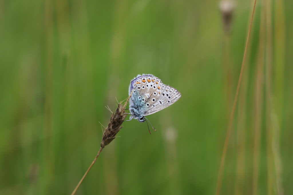 White moth with black spots and yellow markings landed on an ear of grass