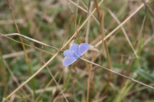 Small blue butterfly on a stalk of grass