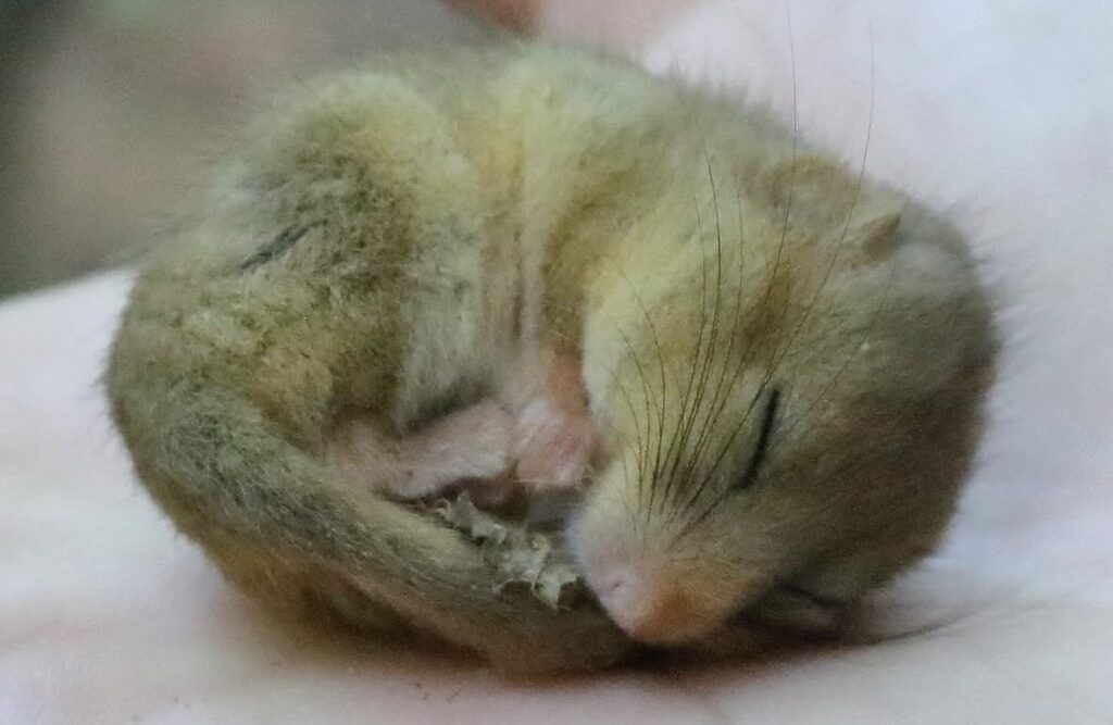 Tiny dormouse asleep curled up