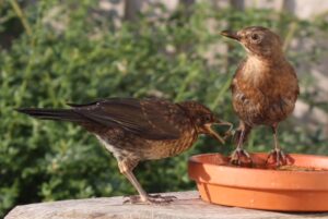 2 brown dappled young blackbirds on a terracotta plantpot base