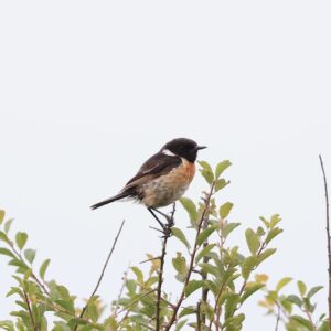 brown black bird with white neck and orange hew on chest perched on a branch of a bush