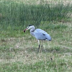 Large grey wading bird in grassland with small brown mammal in its beak